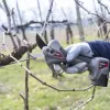 Ηλεκτρικό Ψαλίδι Κλαδέματος Ausonia 16.8V με 2 Μπαταρίες 2.6Ah & Διπλό Φορτιστή